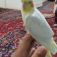عروس هلندی نر و ماده|پرنده|تهران, شهرک آزادی|دیوار