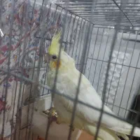 جوجه عروس هلندی رام و دستی