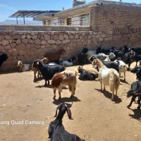 بز جوان|حیوانات مزرعه|کوهنجان, |دیوار