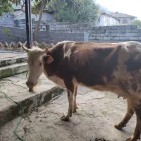 گاو شیری با گوساله ماده