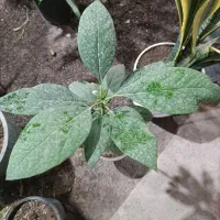 نهال آووکادو