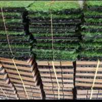 بارجدید رسید انواع چمن مصنوعی|گل مصنوعی|ملایر, |دیوار