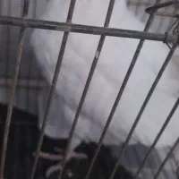 کفتر سالن سالم دونهای ۱۰۰ هزار تومان|پرنده|بیرجند, |دیوار