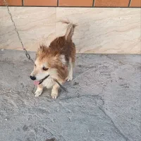 سگ اشپیتز|سگ|کرمان, |دیوار