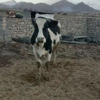 سلام گاو شکم دوم بیست پنج کیلو شیر سه ماه ابستنی