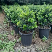 فروش یاس هلندی