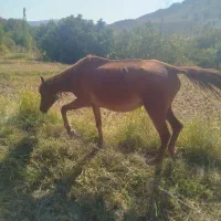مادیون با قاطر|حیوانات مزرعه|سراب میمه, |دیوار
