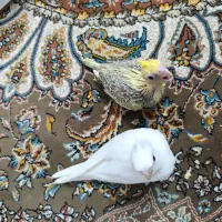 جوجه عروس هلندی