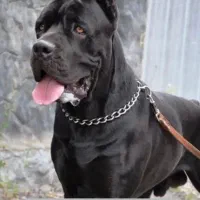 کن کورسو سگ گارد فرمان پذیر توله های گرید یک