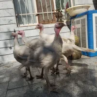 بوقلمون بیوتی