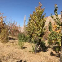 فروش۲۲۰۰ مترباغ جاده چالوس|فروش دفتر صنعتی، کشاورزی، تجاری|آسارا, |دیوار