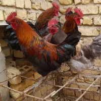 خروس  ومرغ اصیل محلی