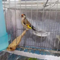سهره ماده جوجه قفس وقناری نر لیمویی ریزه خان