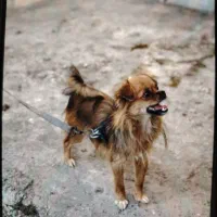 فروش دو قلاده سگ|سگ|قائم‌شهر, |دیوار