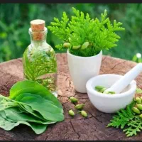 کارودرامدزایی بادرمان گیاهی