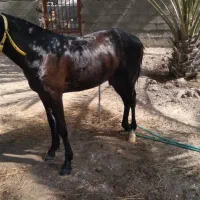 کره اسب کورسی|اسب و تجهیزات اسبسواری|بند زرک, |دیوار