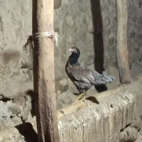 مرغ تخم گذار سالم و سرحال|حیوانات مزرعه|نظر کهریزی, |دیوار