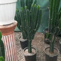 خدمات باغبانی گل کاری باغچه کاری هرس سمپاشی|خدمات باغبانی و درختکاری|تهران, شهرک آزمایش|دیوار