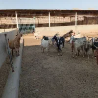 میش داشتی وکشتی
