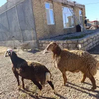 بره قوچ مقان و افشاری|حیوانات مزرعه|کرمانشاه, |دیوار