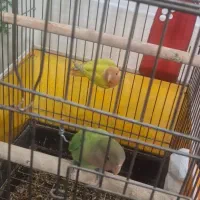 طوطی برزیلی