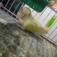 کوتوله برزیلی|پرنده|تربت‌حیدریه, شهرک ولیعصر|دیوار