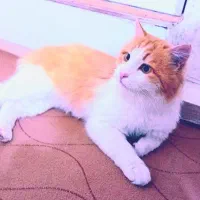 یک جفت گربه|گربه|بازرگان, |دیوار