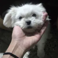 پاکوتاه خانگی