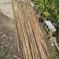 نی خیزران یا بامبو|خدمات باغبانی و درختکاری|املش, |دیوار