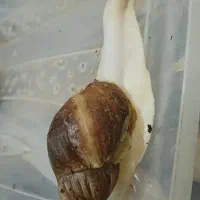 فروش حلزون وخاویار|خزنده|باقرشهر, |دیوار