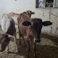 ۳عددگوساله نر