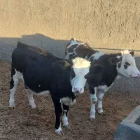 ۲راس سیمنتال ماده ۲۵۰ کیلویی|حیوانات مزرعه|شال, |دیوار