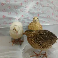 تعدادی بلدرچین   ۱۲. روزه  و  ۳۵  روزه