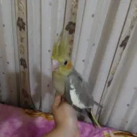 جوجه تازه دونخور دوماهه