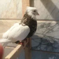 طوقی هفت رنگ نر آس و عطیقه 700