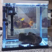 آکواریوم دلسا K390|ماهی|شیراز, دست خضر|دیوار