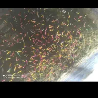 فروش ماهی گوپی ریز و پیش مولدو اکواریوم با تجهیزات