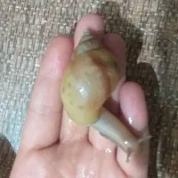 حلزون تراپی|آرایشی، بهداشتی، درمانی|بندرعباس, |دیوار