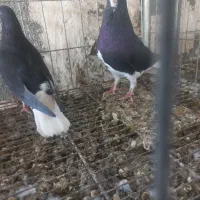 جفت شهری سیاه