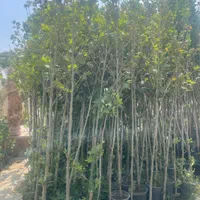 کاشت درخت چنار ارتفاع بالای ۳ متر ۴۵۰