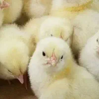 جوجه مرغ گوشتی راس ۳۰۸