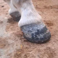 نعل بندی(داغ)و سرد|اسب و تجهیزات اسب‌سواری|مشهد, وکیل‌آباد|دیوار