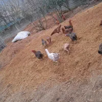 کود یا پهن گاو