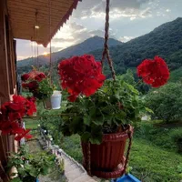 اجاره کلبه جنگلی تو کوهپایه تو قلعه رودخان|اجارهٔ کوتاه‌مدت ویلا و باغ|رشت, استادسرا|دیوار