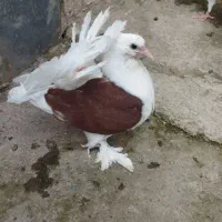 جوجه کبوتر امریکایی
