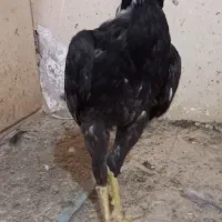 خروس لاری جوان|حیوانات مزرعه|رضویه, |دیوار