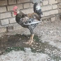 ۵ عدد خروس