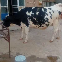 ۲راس‌گاوسوپرشیردرجه‌یک‌یکی‌دوم‌شکمه‌یکی‌اول‌شکمه‌|حیوانات مزرعه|کوهدشت, |دیوار