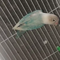 فروش معاوضه کوتوله رنگ خاص نژاد اپلاین گرین ومارال|پرنده|تربت جام, علوی|دیوار