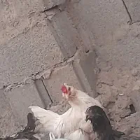 حراج مرغ و خروس گلین